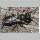 Heriades truncorum - Loecherbiene 08e 6mm.jpg